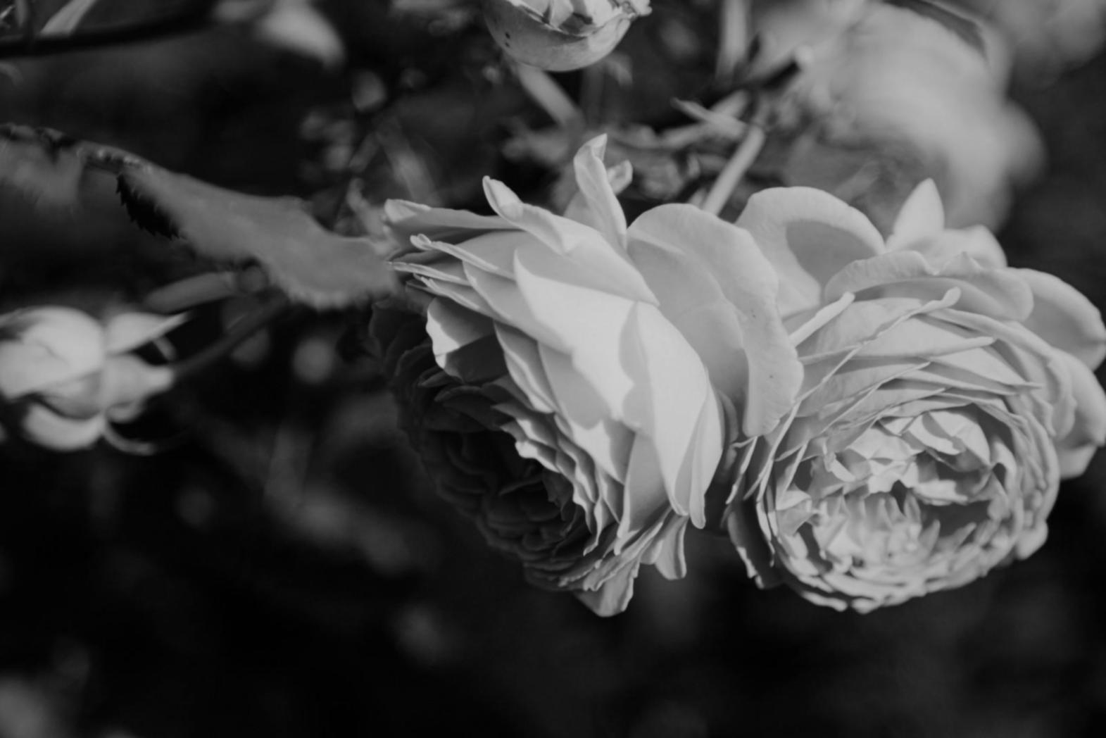 Professional compliance consultation workspace